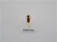 藏品(緋艷細頸天牛)的圖片